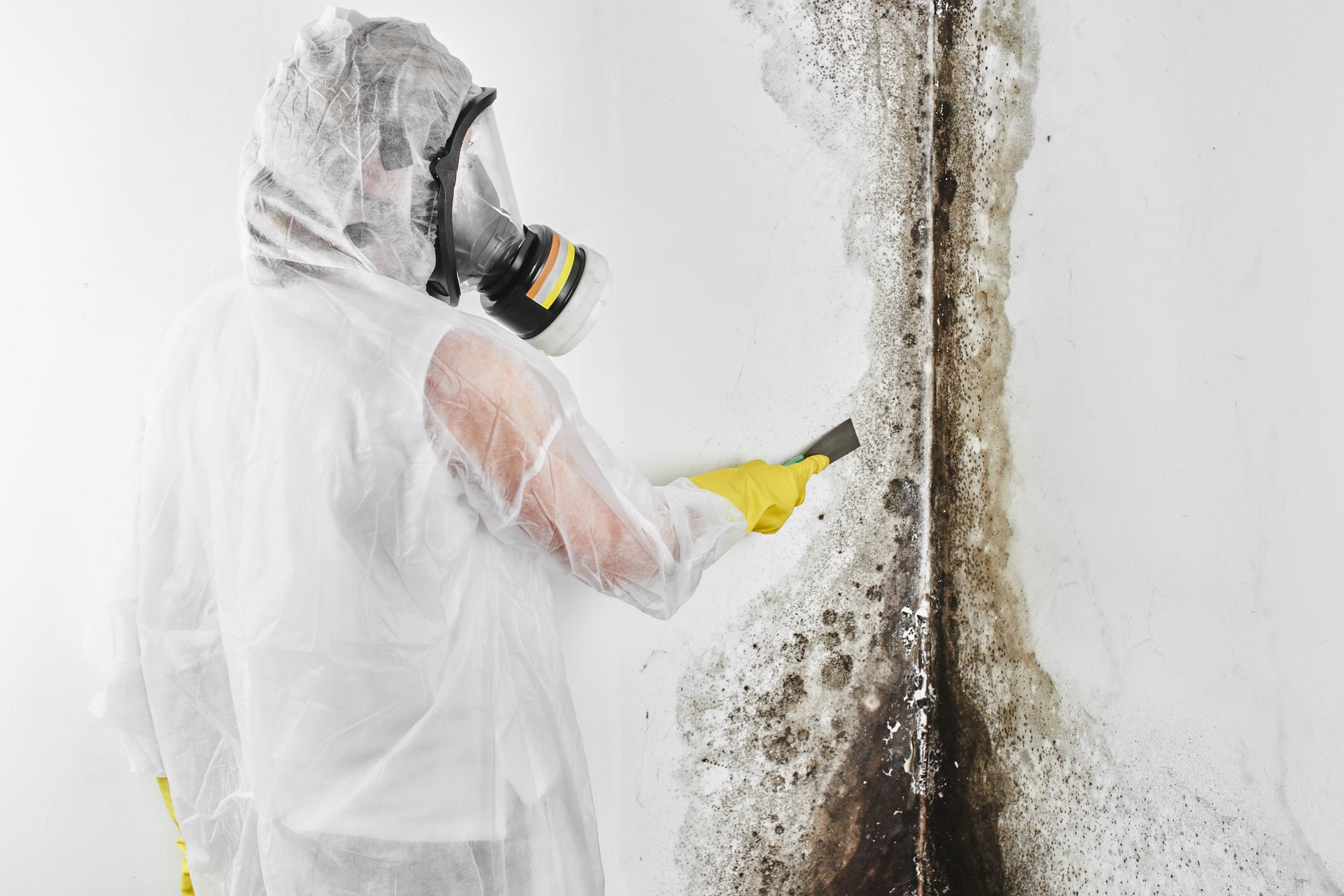 Mold Testing ACE