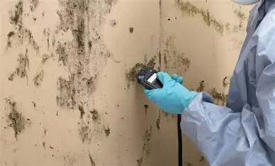 How to Detect and Eliminate Toxic Black Mold Safely
